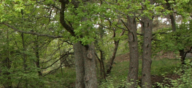 You are currently viewing Metsä – suurin hiilinielumme ja maailman keuhkot